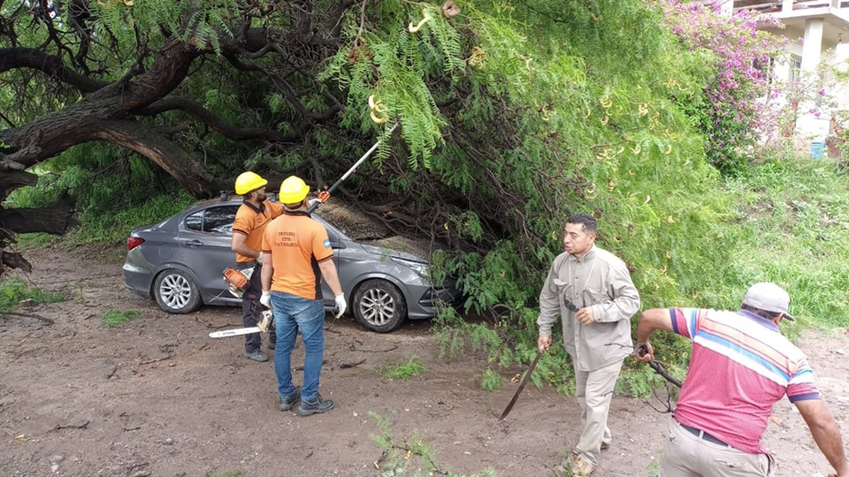 Un automóvil fue aplastado por un árbol