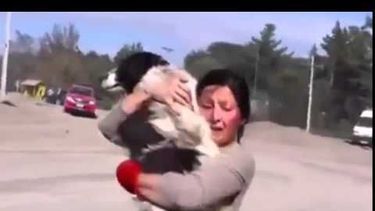 el reencuentro de una mujer con su perro tras la erupcion del calbuco