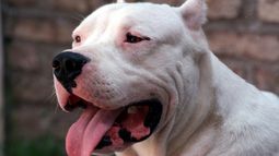 Un hombre fue trasladado de urgencia al hospital tras sufrir una mordida de su perro