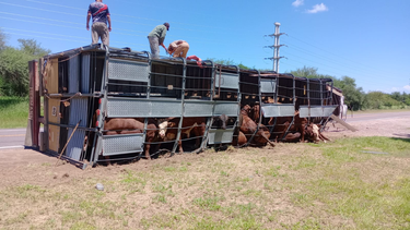 ruta 64: volco un camion jaula que transportaba animales vacunos