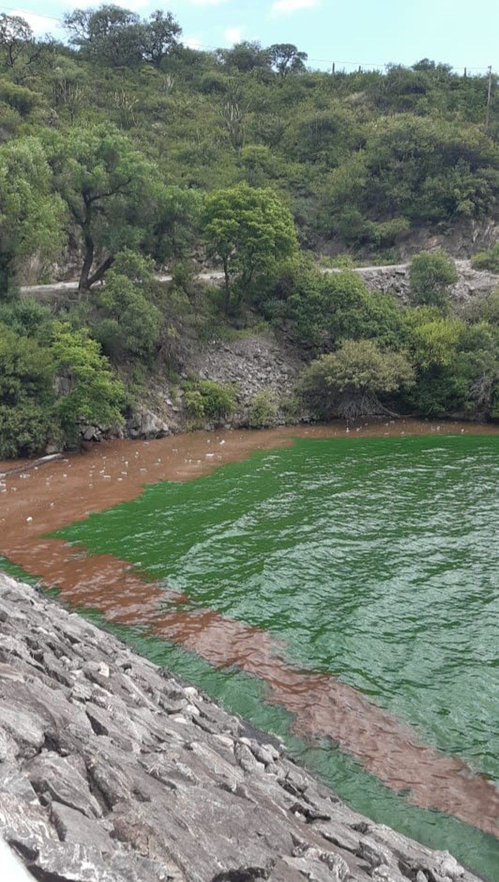 Algas en el dique. Realizan un preclorado para enviarla a la red.