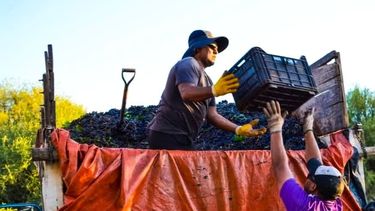 la vitivinicultura acumulo casi tres anos y medio de crisis, segun coninagro