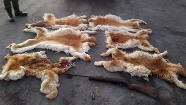 Gendarmería secuestró 30 kilos de carne de vicuña