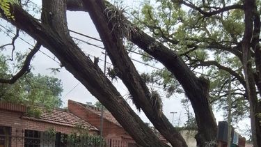 Temporada de lluvias. Las precipitaciones y vientos aceleran la caída de los añejos ejemplares.