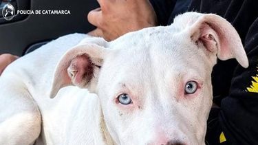 registraron una vivienda y recuperaron un perro robado