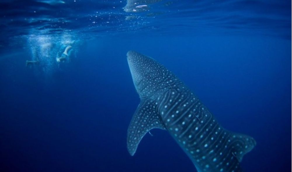 Firmaron en la ONU un pacto mundial para proteger la biodiversidad del mar