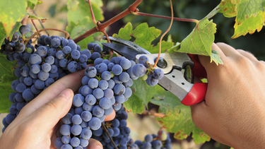 Aumentó un 46% la producción de uva respecto al año 2023