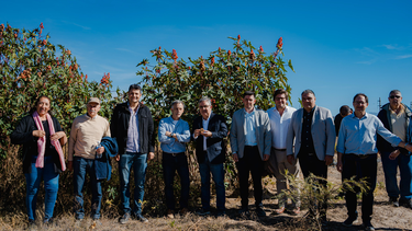 andalgala: emprendimiento productivo impulsa un innovador cultivo de ricino
