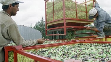 La cosecha olivícola necesita cerca de 4.000 trabajadores
