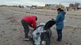 alarma en puerto madryn por la muerte record de ballenatos