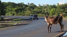 Un tema sin solución: secuestraron animales sueltos de las rutas