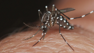 Dengue. El Aedes aegypti tiene patas blancas y negras.&nbsp;