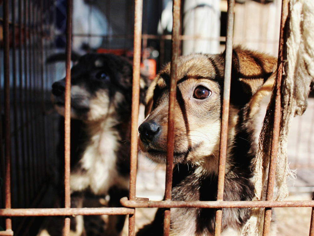 Seres sintientes. Los animales tienen capacidad de expresar emociones.