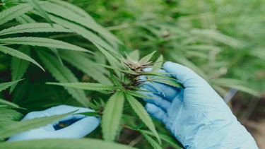 Histórico: reglamentan el uso de cannabis medicinal en el país