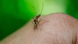 Misiones: una mujer de 36 años murió tras contagiarse de dengue
