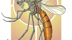 El dengue derrota a la motosierra
