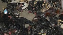 Más de treinta arrestados por participar en riña de gallos en el sur de la ciudad