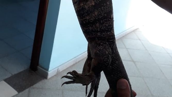 Llamó a la policía porque entró una iguana a su casa