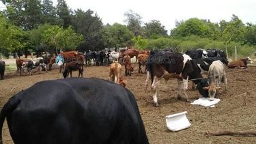 Intentó sacar de la Provincia 55 vacunos que serían robados