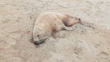 Perú. La gripe aviar mató a 700 lobos marinos.