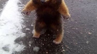 Tenía el oso melero dentro de un tacho