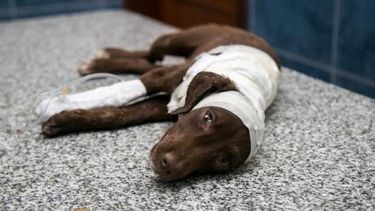 Detuvieron al asesino de Chocolate: el perrito que movilizó al pais