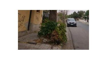 retiraron el arbol que estaba a punto de caerse en capital
