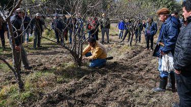 Actualización sobre el cultivo del membrillero