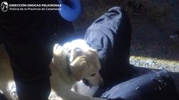 La can antinarcóticos “Laika” durante el procedimiento en el Puesto Caminero El Portezuelo.