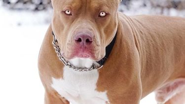 Dos personas fueron internadas por ataques de perros