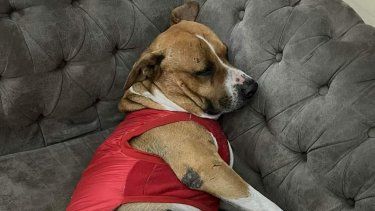 Murió Globito, uno de los perros más queridos de Catamarca