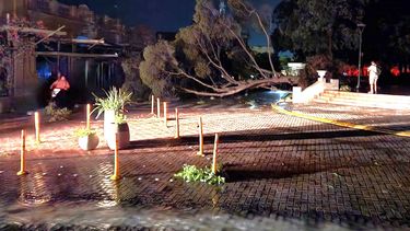 Árbol de Plaza 25 de Mayo cayó en calle Rivadavia.&nbsp;