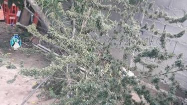 Secuestran plantas de marihuana en la Capital