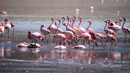 Expertos nacionales e internacionales recorrieron el subsitio Ramsar en Antofagasta de la Sierra Expertos nacionales e internacionales recorrieron el subsitio Ramsar en Antofagasta de la Sierra