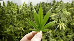 La Justicia ordenó resguardar plantines de marihuana y aceite cannábico secuestrados en Capayán
