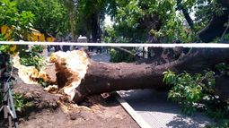 Murió la anciana que había sufrido heridas al caer un árbol