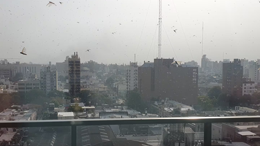 impresionante invasion de langostas en la provincia de cordoba