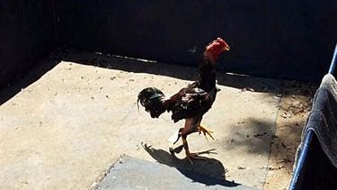 Detuvieron a más de 30 personas por organizar riñas de gallos