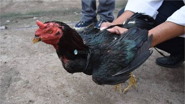 Recuperan gallos de riña sustraídos en Valle Viejo