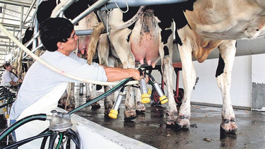 grave: cayo 13% el consumo de leche