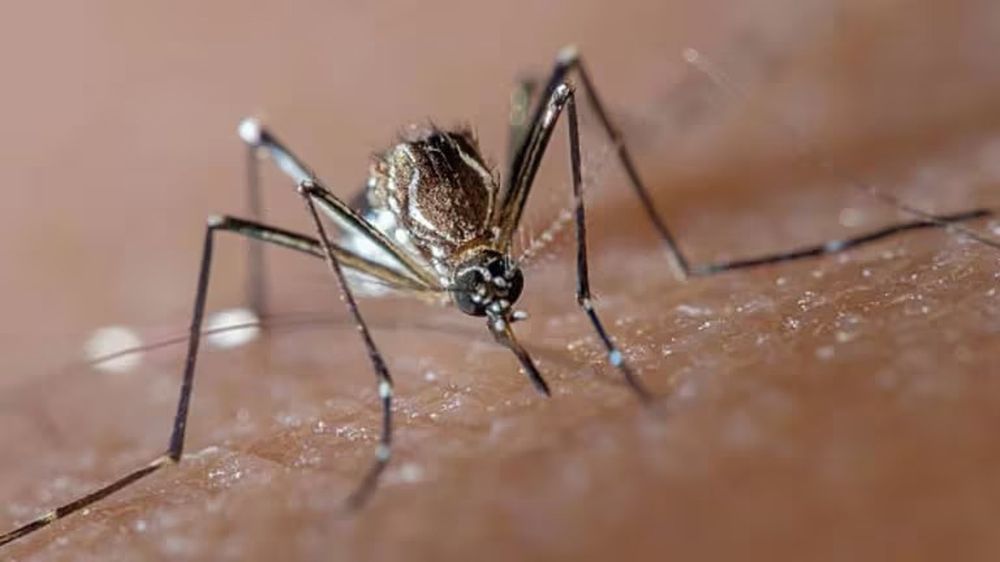 Dengue. En Catamarca existe un aumento significativo que hoy lo informó el ministerio.