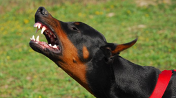 Imagen ilustrativa. Imagen ilustrativa.