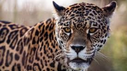 Acaí. La yaguareté asesinada que habia sido reintroducida en El Impenetrable. Acaí. La yaguareté asesinada que habia sido reintroducida en El Impenetrable.