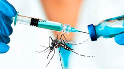 La vacuna contra el dengue llega a la Argentina