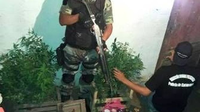 Plantaba y vendía “cogollos” de marihuana en La Merced