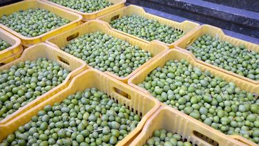 Crisis en el sector olivícola: se redujo en un 40 por ciento la producción de aceitunas