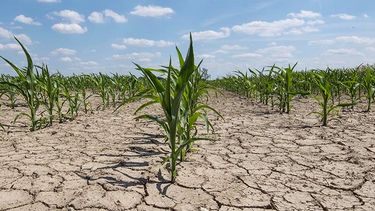 La peor sequía invernal en casi 30 años: el 95% de la zona núcleo está sin agua