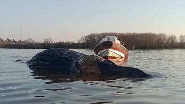 aparecio una ballena en el rio parana y creen que esta agonizando