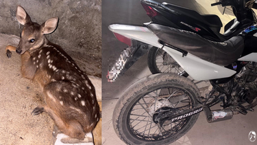 detuvieron a un motociclista que llevaba una corzuela en un bolso