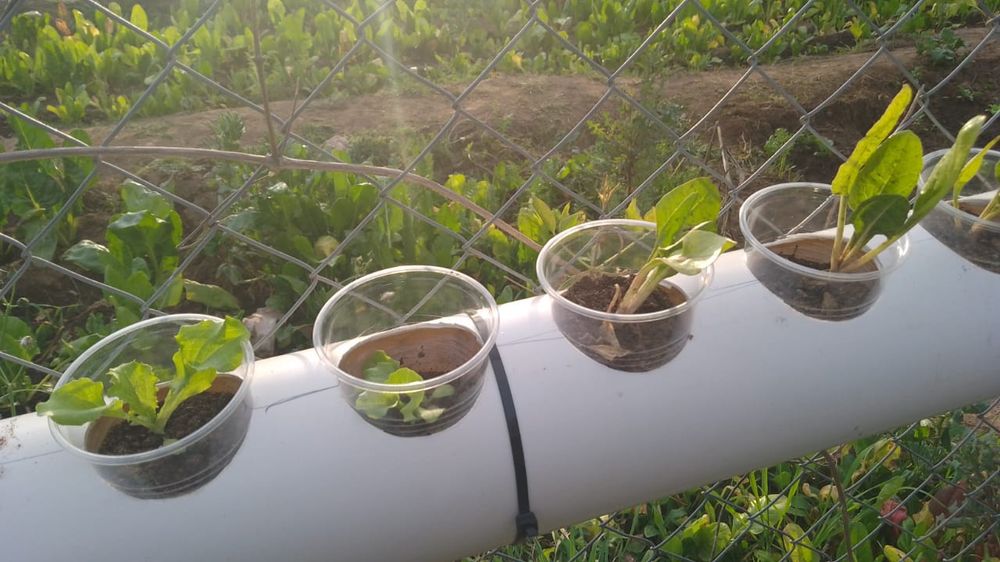 Proyecto Bio-Fábrica de la Escuela Secundaria Rural N°3 de Ancasti4.jpeg